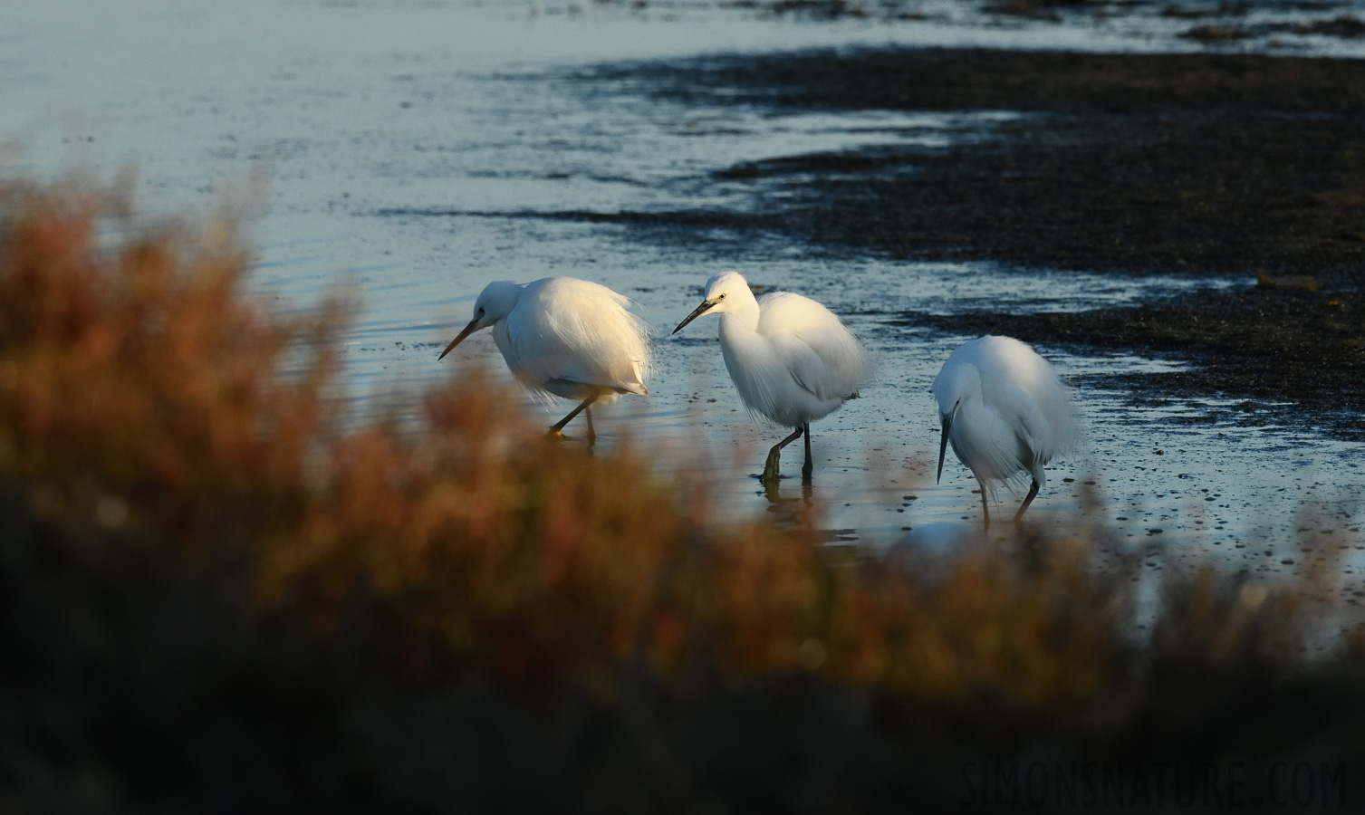 Egretta garzetta garzetta [400 mm, 1/1600 Sek. bei f / 10, ISO 1600]